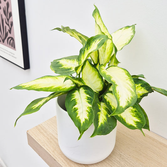 25-35cm Dieffenbachia Camilla Dumb Cane 12cm Pot House Plant