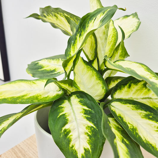 25-35cm Dieffenbachia Camilla Dumb Cane 12cm Pot House Plant