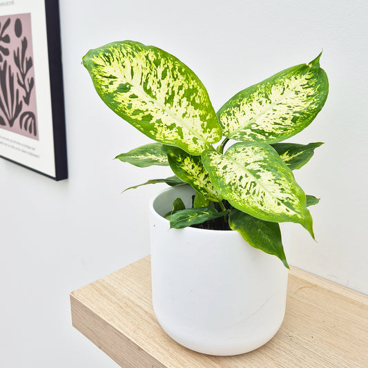 25-35cm Dieffenbachia Compacta Dumb Cane 12cm Pot House Plant