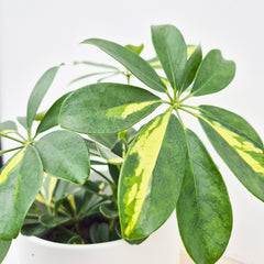 20 - 30cm Variegated Schefflera House Plant 13cm Pot