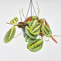 15 - 25cm Maranta Fascinator in Hanging 14cm Pot