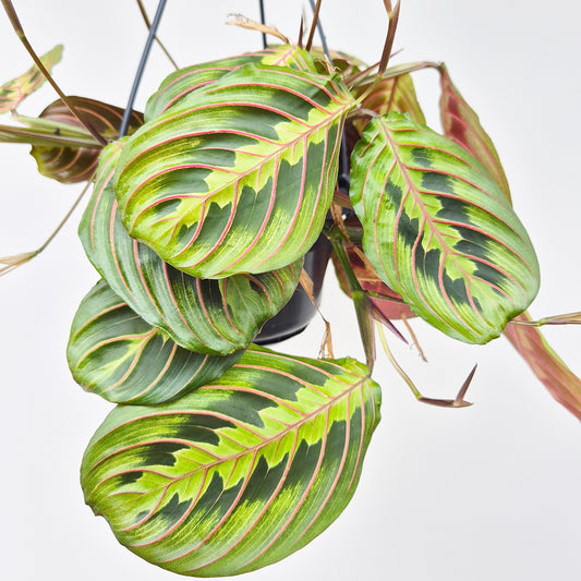 15 - 25cm Maranta Fascinator in Hanging 14cm Pot