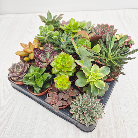 Baby Succulent Mix (20 Plants) 5.5cm Pot House Plants