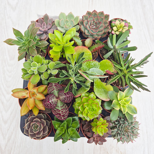 Baby Succulent Mix (20 Plants) 5.5cm Pot House Plants