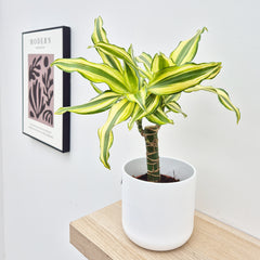 20 - 30cm Dracaena Yellow Stripe 13cm Pot House Plant