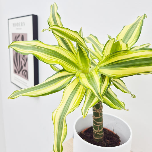 20 - 30cm Dracaena Yellow Stripe 13cm Pot House Plant