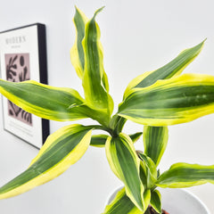 20 - 30cm Dracaena Yellow Margin 13cm Pot House Plant