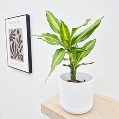 20 - 30cm Dracaena Yellow Centre 13cm Pot House Plant