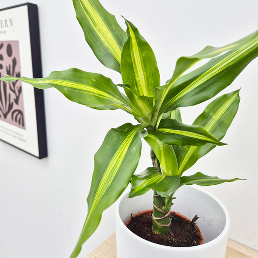 20 - 30cm Dracaena Yellow Centre 13cm Pot House Plant