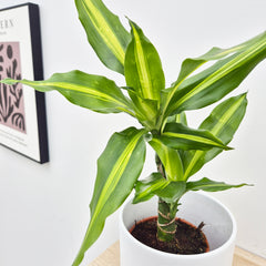 20 - 30cm Dracaena Yellow Centre 13cm Pot House Plant