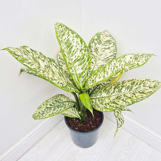 65 - 80cm Dieffenbachia White Etna Dumb Cane 24cm Pot House Plant