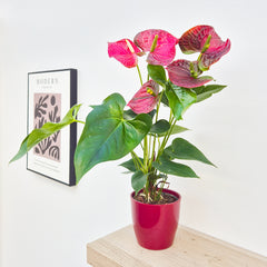 30 - 40cm Anthurium Red Flower (Includes Pot) 12cm Pot House Plant