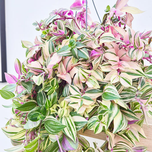 25 - 40cm Tradescantia Quadcolour Houseplant 17cm Hanging Pot