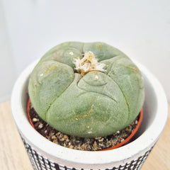 Lophophoracactus williamsii Cactus House Plant in 8.5cm Pot