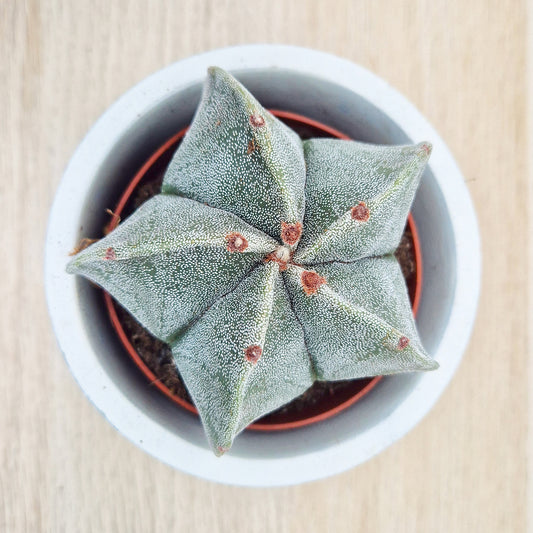 Astrophytum Myriostigma Cactus House Plant in 8.5cm Pot