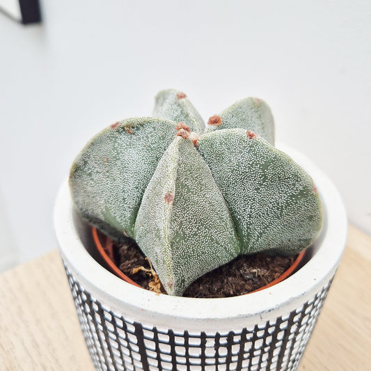 Astrophytum Myriostigma Cactus House Plant in 8.5cm Pot