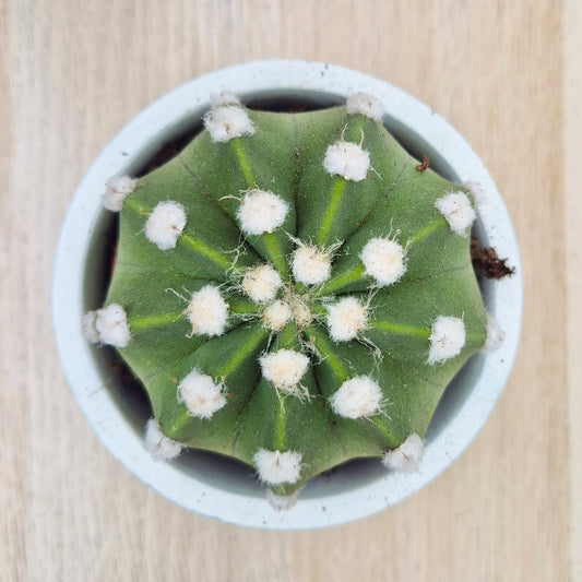 Echinopsis Oxygona Cactus House Plant in 8.5cm Pot