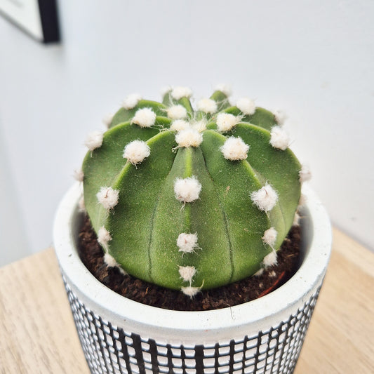 Echinopsis Oxygona Cactus House Plant in 8.5cm Pot