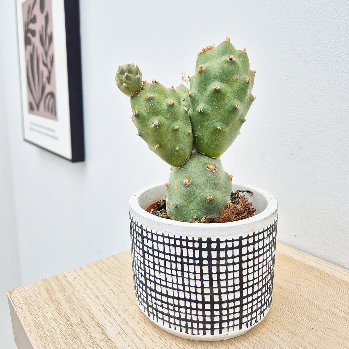 Tephrocactus Articulatus Cactus House Plant in 8.5cm Pot