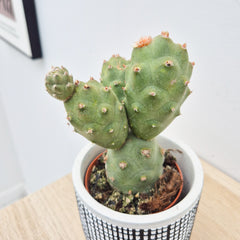 Tephrocactus Articulatus Cactus House Plant in 8.5cm Pot