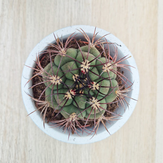 Gymnocalycum Saglionis Cactus House Plant in 8.5cm Pot