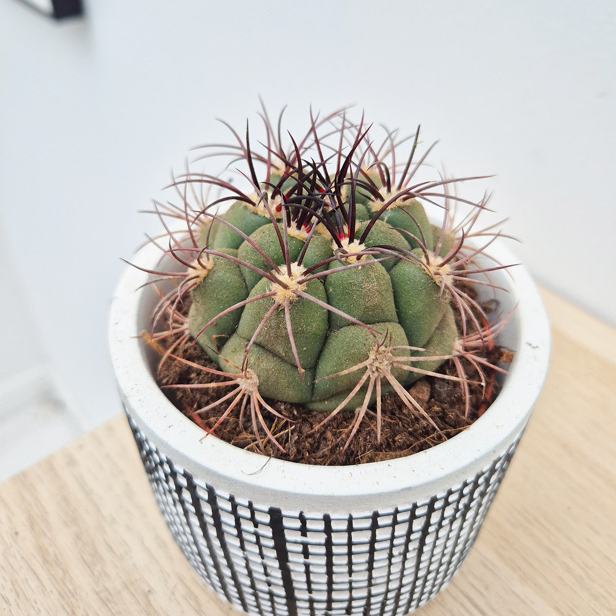 Gymnocalycum Saglionis Cactus House Plant in 8.5cm Pot