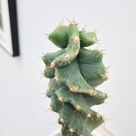 Cereus Jamacaru Spiralis Cactus House Plant in 8.5cm Pot