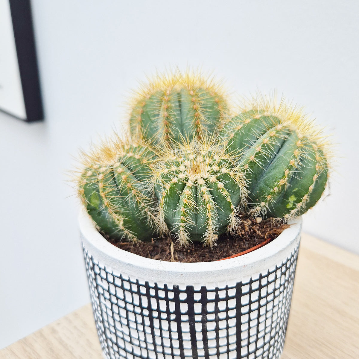 Notocactus Magnificus Cactus House Plant in 8.5cm Pot