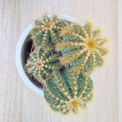 Notocactus Magnificus Cactus House Plant in 8.5cm Pot