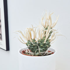 Tephrocactus Papyracanthus Cactus House Plant in 13cm Pot