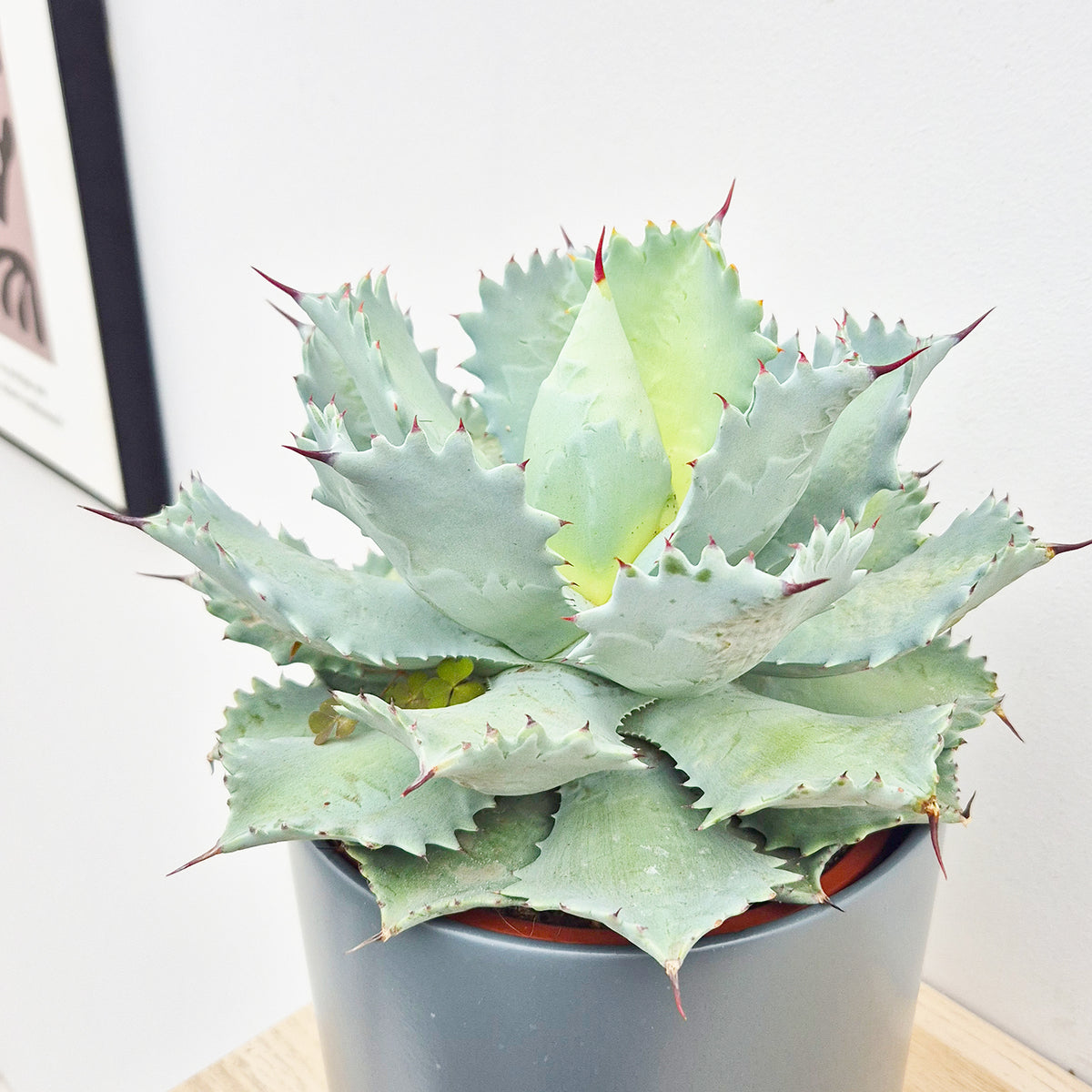 Agave Potatorum Cactus House Plant in 17cm Pot