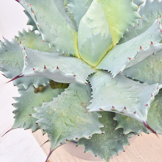 Agave Potatorum Cactus House Plant in 17cm Pot