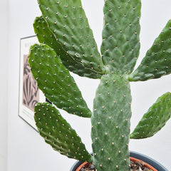 Opuntia Consolea Rubescens Cactus House Plant in 17cm Pot