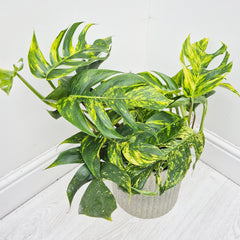 30 - 40cm Epipremnum Pinnatum Cintho Goldfinger Pothos 17cm Pot House Plant