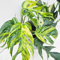 30 - 40cm Epipremnum Pinnatum Cintho Goldfinger Pothos 17cm Pot House Plant