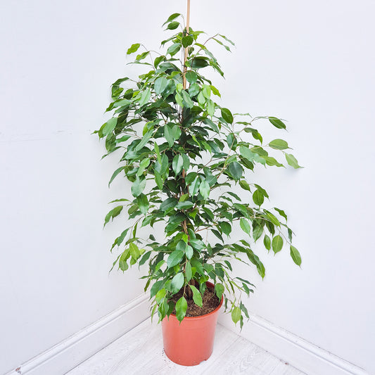 130 - 150cm Ficus Benjamina Rubber Plant 27cm Pot House Plant