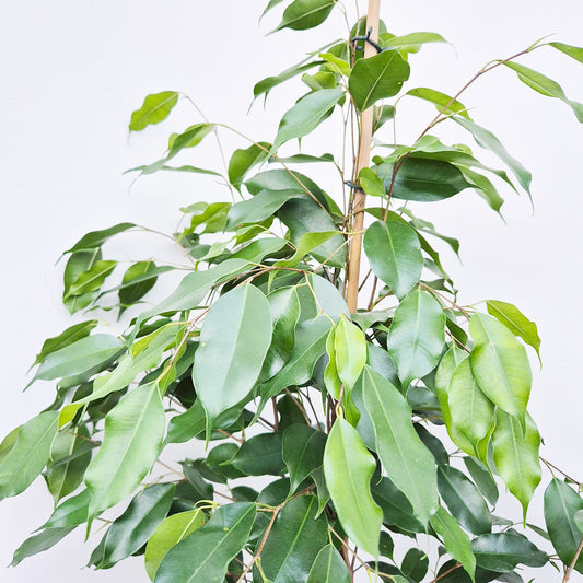 130 - 150cm Ficus Benjamina Rubber Plant 27cm Pot House Plant