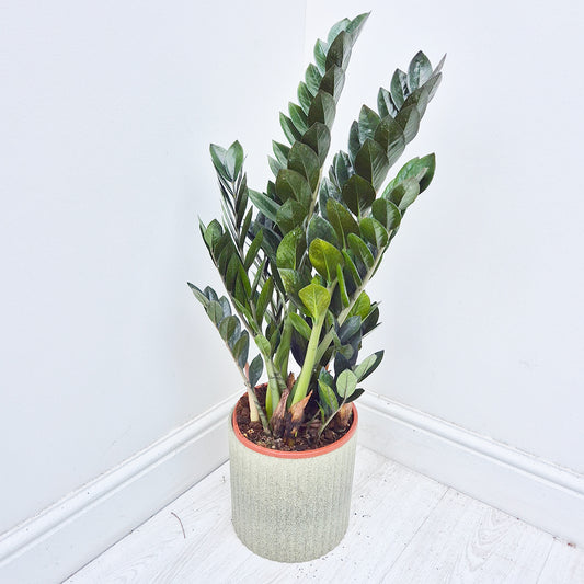 65 - 75cm Zamioculcas Zamifolia Super Nova ZZ 21cm Pot House Plant