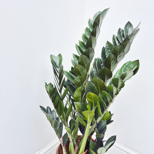 65 - 75cm Zamioculcas Zamifolia Super Nova ZZ 21cm Pot House Plant