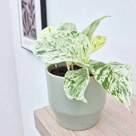 10 - 20cm  Epipremnum Snow Leopard Pothos 12cm Pot House Plant