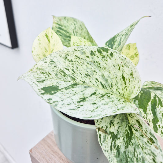 10 - 20cm  Epipremnum Snow Leopard Pothos 12cm Pot House Plant