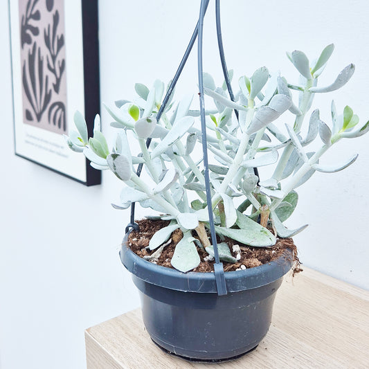 20 - 25cm Cotyledon Coral Succulent in Hanging 14cm Pot