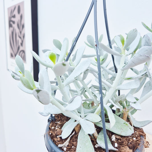 20 - 25cm Cotyledon Coral Succulent in Hanging 14cm Pot