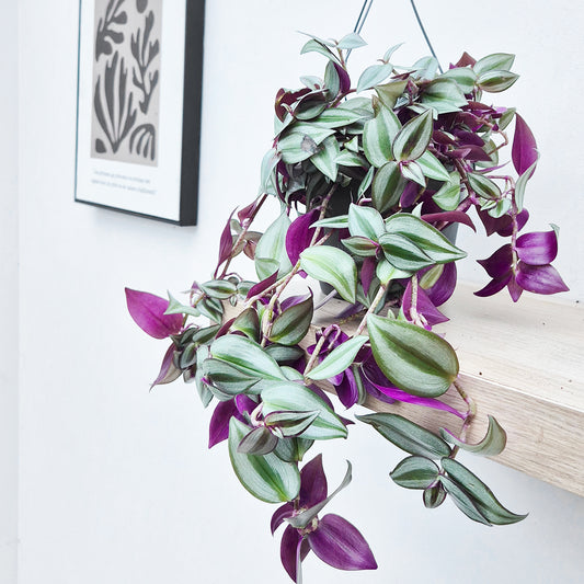 25 - 40cm Tradescantia Zebrina Violet Hill Houseplant 17cm Hanging Pot