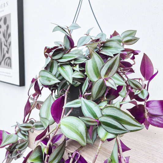 25 - 40cm Tradescantia Zebrina Violet Hill Houseplant 17cm Hanging Pot