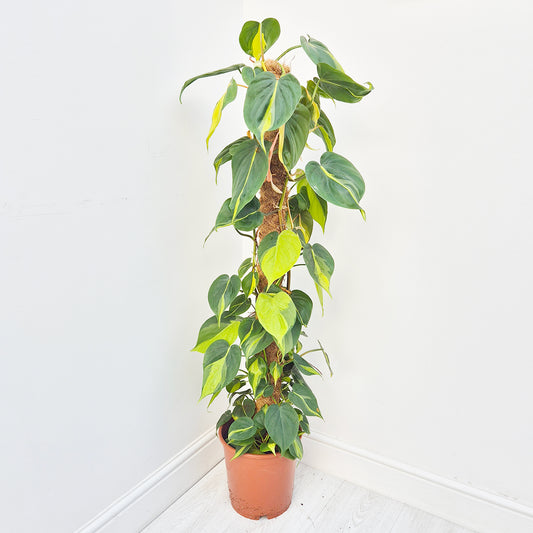 110 -130cm Philodendron Brazil on Mosspole 24cm Pot House Plant