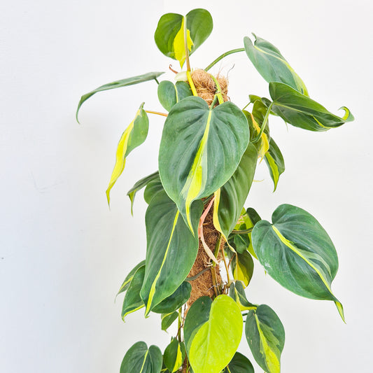 110 -130cm Philodendron Brazil on Mosspole 24cm Pot House Plant