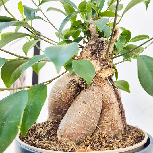 25 - 35cm Ficus Ginseng Bonsai Tree in 18cm Pot House Plant