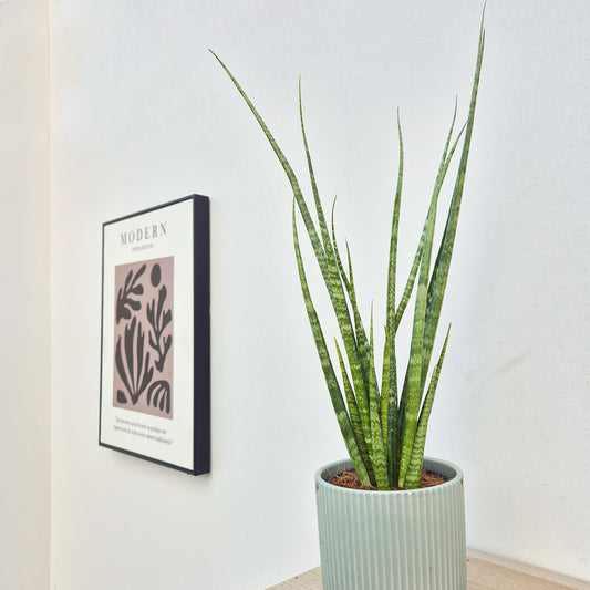 20 - 30cm Sansevieria Spaghetti House Plant in 12cm Pot