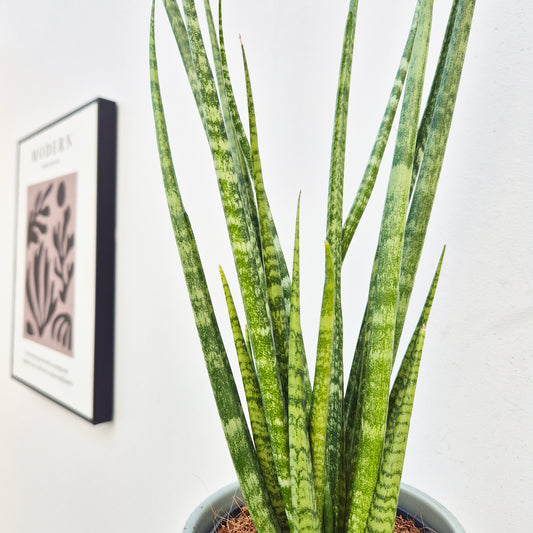 20 - 30cm Sansevieria Spaghetti House Plant in 12cm Pot